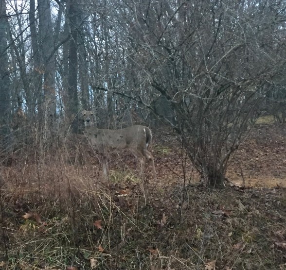 First Knoxville Trip #11