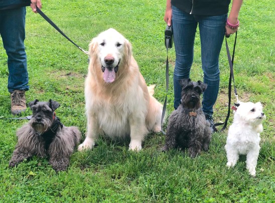 Blog Post for May 13, 2019 #13