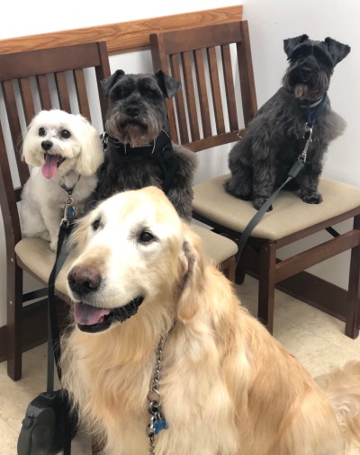 All Four Rosenow Dogs